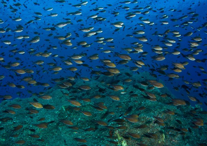 SARDEGNA DIVING